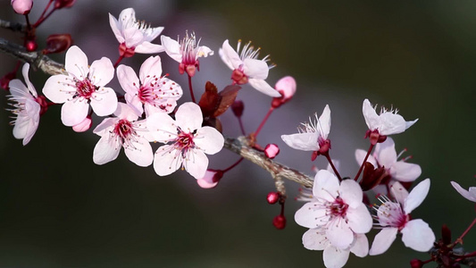 花园里美丽的花视频