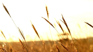 农场随风摆动的麦子19秒视频