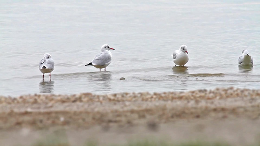 海鸥在湖里洗澡视频