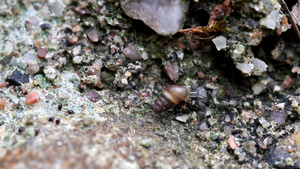 一只小蜗牛的延时镜头15秒视频