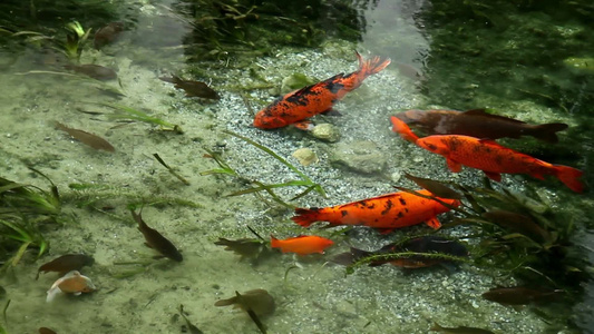 清澈河水中的鱼群视频