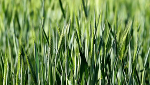 充满生命力的绿色小麦21秒视频