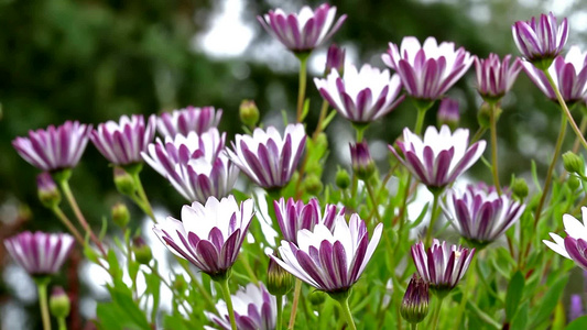 花园里漂亮的花视频