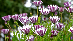 花园里漂亮的花17秒视频