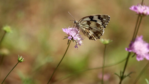 花朵上美丽的蝴蝶18秒视频