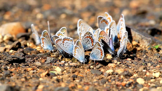 许多蝴蝶在聚在一起视频