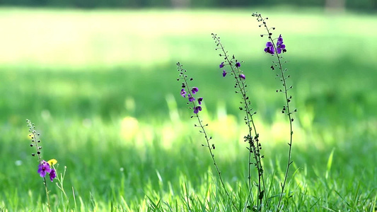 草地上的野花[绿茵茵]视频
