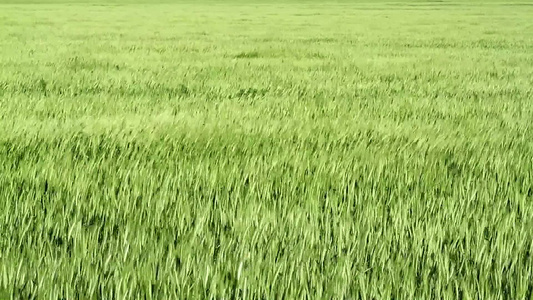 风中的绿色谷物田视频
