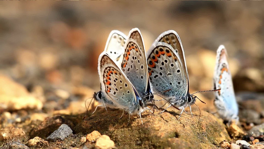 美丽的蝴蝶[迷人]视频