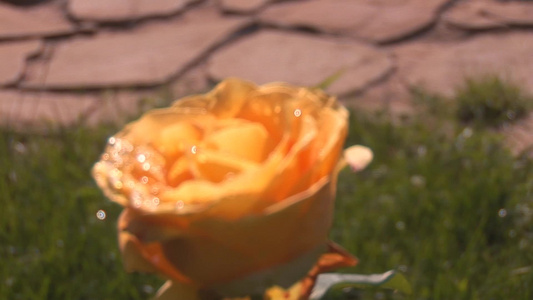 美丽的黄色玫瑰视频