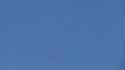 海鸥在天空中飞翔视频