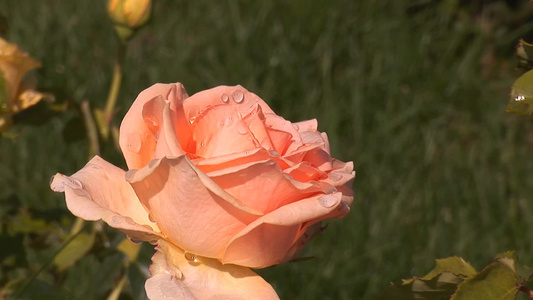 美丽的夏天玫瑰视频