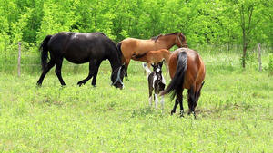 牧场里几只马在吃草还有在吃奶的小马驹20秒视频