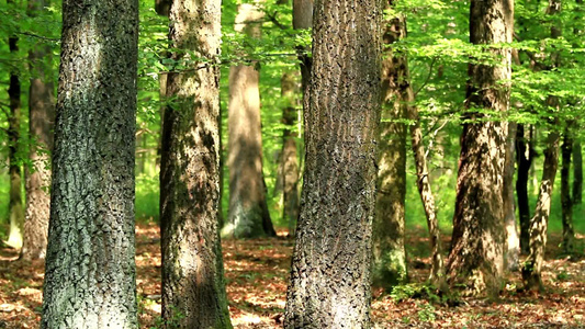 绿色的树林[林子里]视频