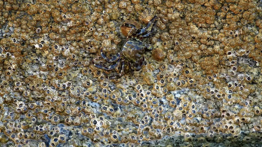 在岩石上的螃蟹的特写镜头视频