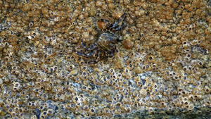 在岩石上的螃蟹的特写镜头20秒视频
