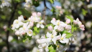 蜜蜂在苹果花上传粉12秒视频