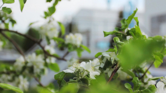 盛开的苹果花[正艳]视频