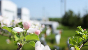 白色的苹果花12秒视频