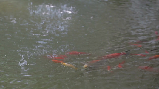 雨水滴落在鱼塘[淅沥沥]视频