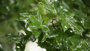 雨水打在枫叶上29秒视频