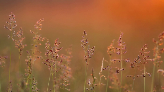 美丽的夕阳中的草景视频