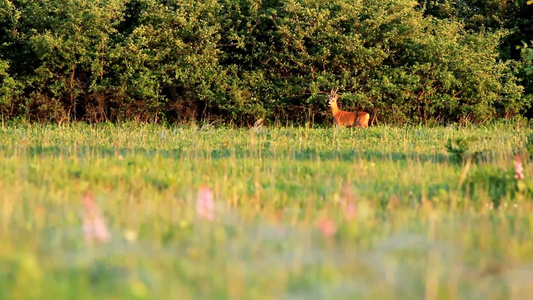 草地上的鹿[绿茵茵]视频
