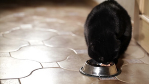 黑猫在吃饭29秒视频