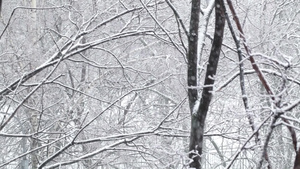 冬日降雪和有积雪的树木14秒视频