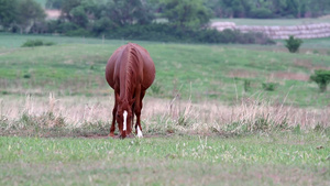 马在牧场上吃草25秒视频