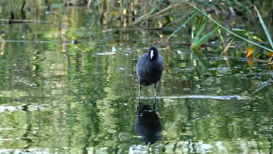 站在浅水芦苇附近的水禽视频