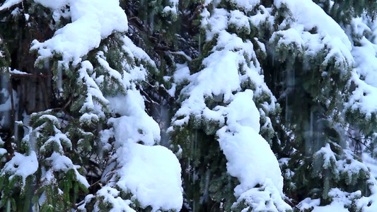 冬季降雪中的松林视频