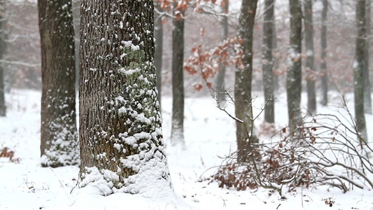 冬天下雪的森林视频