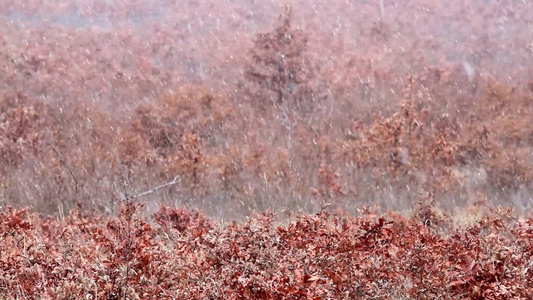 冬天大雪纷纷的橡树森林视频