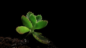 黑色背景下的土壤中生长的植物26秒视频