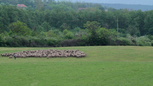 牧场的羊群18秒视频