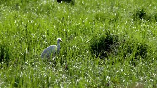 草地觅食的白鹭视频