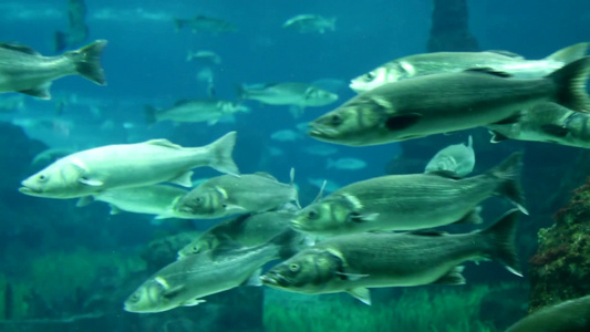 水族馆里的海洋生物视频