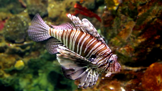 巴塞罗那水族馆里的狮子鱼视频