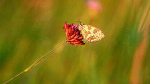一只蝴蝶停留在一朵花上21秒视频
