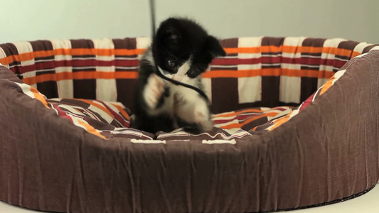 篮子中玩耍的猫视频