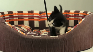 篮子里的猫12秒视频