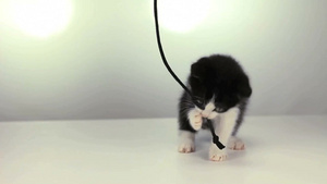 小猫咬绳子9秒视频