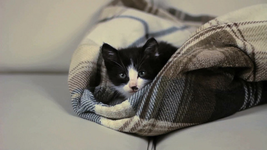 在毯子里的小猫特写镜头视频