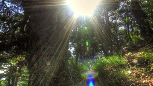 出升的阳光透过林间缝隙视频