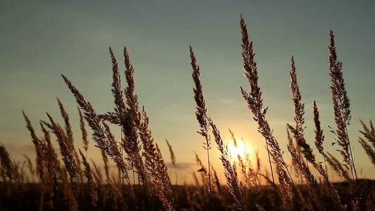 日落时美丽的草地[迷人]视频