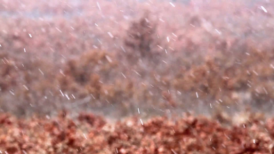 冬天在下雪的橡树森林视频