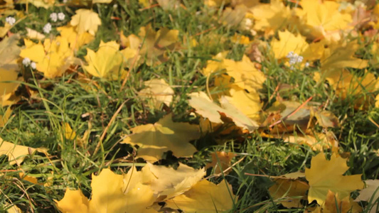 秋天黄色的枫叶落在地上[歪倒]视频