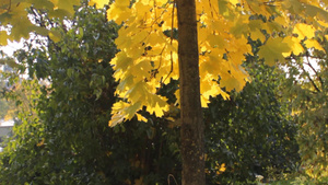 秋天的公园里黄色的枫叶18秒视频