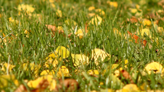 绿色草地上的黄叶视频